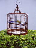 Bird in a Cage  Yuen Po Bird Garden  Mong Kok  Kowloon  Hong Kong  China  Asia