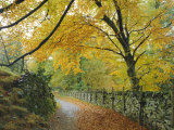Autumn Colours Near Grasmere  Lake District National Park  Cumbria  England  UK