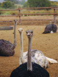 Ostrich Farm in Oudtshoorn  Little Karoo  South Affrica