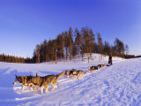 Driving a Dogsled with a Team of 8 Siberian Huskies  Karelia  Finland  Europe