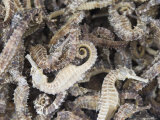 Dried Seahorses for Sale in Seafood Shop  Chinatown  Singapore  South East Asia