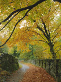 Autumn Colours Near Grasmere  Lake District National Park  Cumbria  England  UK