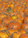 Pumpkins for Sale  Vermont Farm  Vermont  New England  USA
