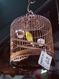 Caged Birds for Sale  Yuen Po Street Bird Garden  Mong Kok  Kowloon  Hong Kong  China  Asia