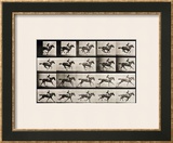 Jockey on a Galloping Horse  Plate 627 from "Animal Locomotion " 1887