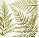 Ferns III