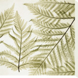 Ferns I