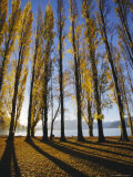 Autumnal Trees by Lake Wanaka  Otago  South Island  New Zealand