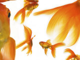 Goldfish