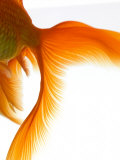Close-up of Goldfish Tail