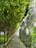 Lemon Groves  Amalfi Coast  Campania  Italy  Europe