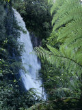 Waiere Falls Near Te Wairoa  North Island  New Zealand  Pacific