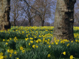Daffodils Flowering in Spring in Hyde Park  London