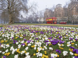 Crocus Flowering in Spring in Hyde Park  Bus on Park Lane in the Background  London  England  UK