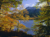 Autumn Trees at Ullswater  Lake District National Park  Cumbria  England  UK  Europe