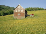 Barn in Rape Field in Summer  Lofoten  Nordland  Arctic Norway  Scandinavia  Europe