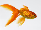 Goldfish