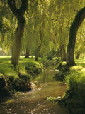 Willow Trees by Forest Stream  New Forest  Hampshire  England  UK  Europe