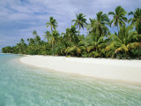 Palms  White Sand and Turquoise Water  One Foot Island  Aitutaki  Cook Islands  South Pacific