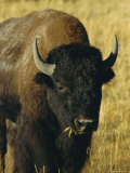 Bison  Yellowstone National Park  Wyoming  USA