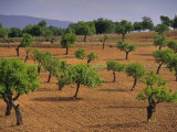 Landscape with Olive Trees  Majorca (Mallorca)  Balearic Islands  Spain  Europe