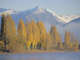 Autumnal Trees Beside Lake Wanaka  Otago  South Island  New Zealand