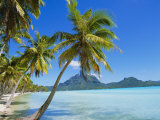 Palm Trees and Beach  Bora Bora  Tahiti  Society Islands  French Polynesia  Pacific