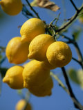 Close-up of Lemons on Tree  Spain