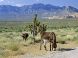 Wild Mules  the Spring Mountains  Nevada  USA