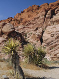 Red Rock Canyon  Spring Mountains  Mojave Desert  Near Las Vegas  Nevada  USA
