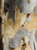 Eucalyptus Tree Bark  Greece  Europe