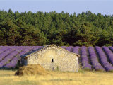 Stone Building in Lavender Field  Plateau De Sault  Haute Provence  Provence  France  Europe