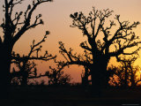 Bandia Forest  Senegal  Africa