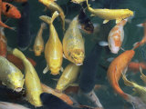 Koi Carp Fish in Pool  Taipei  Taiwan  Asia