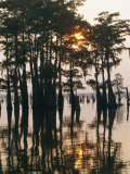 Atchafalaya Swamp  'Cajun Country'  Louisiana  USA