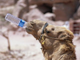 Camel Drinking  Jordan  Petra