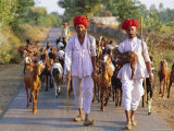 Goatherds  Bijaipur  Rajasthan  India  Asia