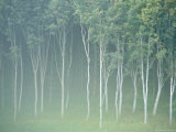 Silver Birch Trees Near Contin  Highlands Region  Scotland  UK  Europe