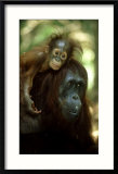 Orangutan  Female and Young  Borneo