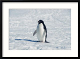 Adelie Penguin in Snow  Antarctica