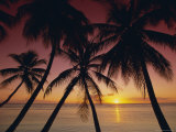 Palm Tree Silhouettes at Pigeon Point  Tobago  Trinidad and Tobago  West Indies  Caribbean