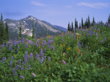 Flower Meadow  Mount Revelstoke National Park  Rocky Mountains  British Columbia (BC)  Canada
