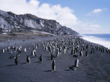 Black and White Chinstrap Penguins  Antarctica  Polar Regions