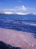 Krill Swarm Cooked Pink by Fumarole Activity on the Volcanic Island of Deception Island  Antarctica