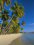 Palm Trees and Beach  Pigeon Point  Tobago  Trinidad and Tobago  West Indies