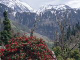 Rhododendrons in Bloom  Dhaula Dhar Range of the Western Himalayas  Himachal Pradesh  India
