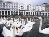 Swans in Front of the Alster Arcades in the Altstadt (Old Town)  Hamburg  Germany  Europe