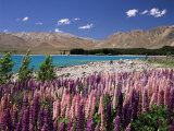 Wild Lupin Flowers (Lupinus) Beside Lake Tekapo  South Island  New Zealand