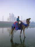 Camel and Rider in Front of the Taj Mahal and Yamuna River  Taj Mahal  Uttar Pradesh State  India