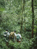 A Small Group of People Trekking Through Primary Rainforest  Island of Borneo  Malaysia